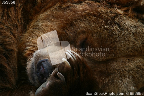 Image of Sleeping bear