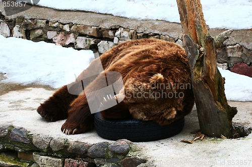 Image of Bear sleeping