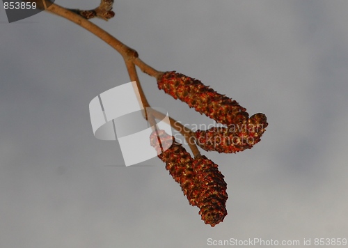 Image of Catkin