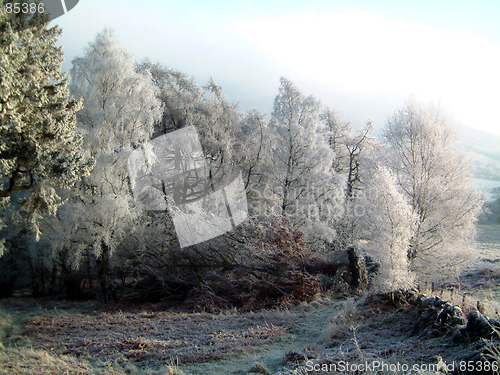 Image of frosty woods