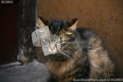 Image of Cat