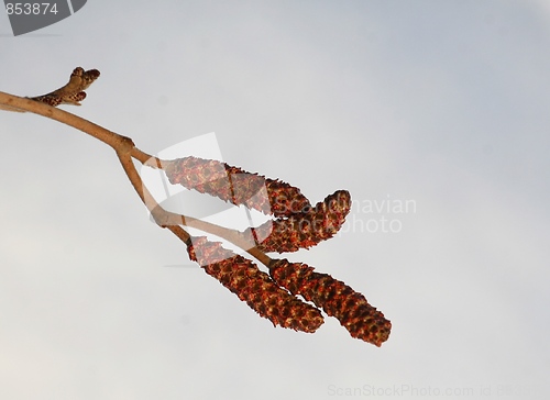 Image of Catkins in spring