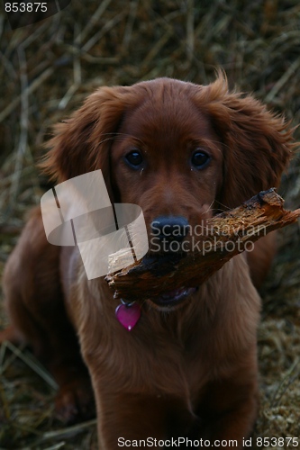 Image of Irish setter with piece of wood