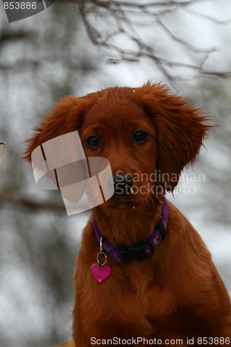 Image of Irish setter