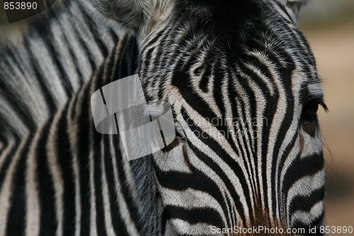 Image of Zebra