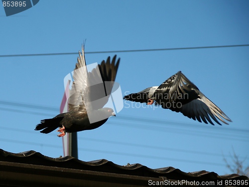 Image of Pigeons