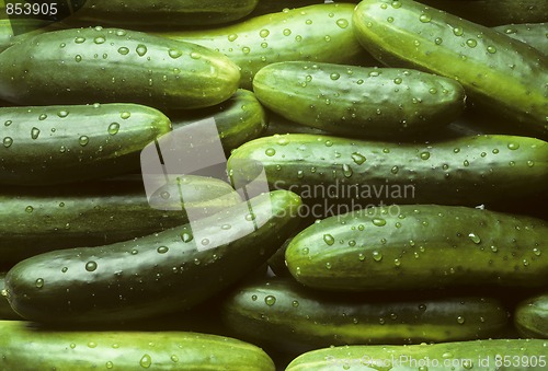 Image of Pile of fresh cucumbers