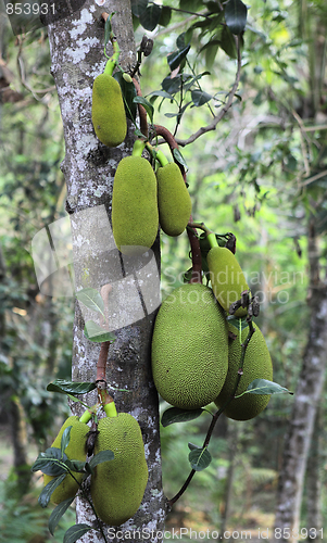 Image of Jackfruit on a tree