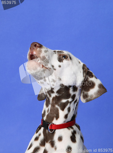 Image of Dalmation