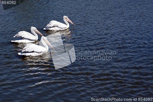Image of Three pelicans