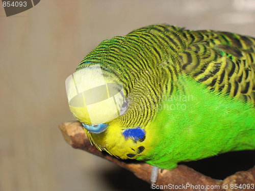 Image of Australian Green Parrot