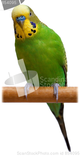 Image of Australian Green Parrot isolated