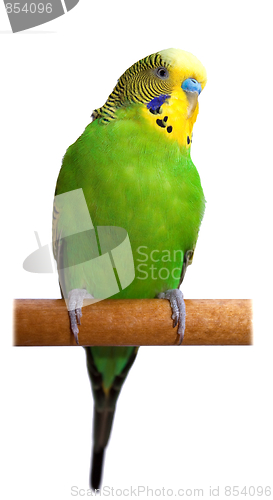 Image of Australian Green Parrot isolated