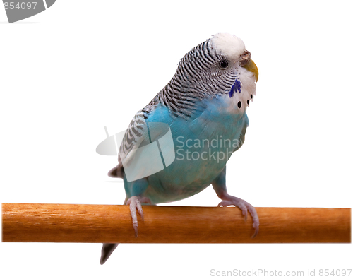 Image of Australian Blue Parrot isolated