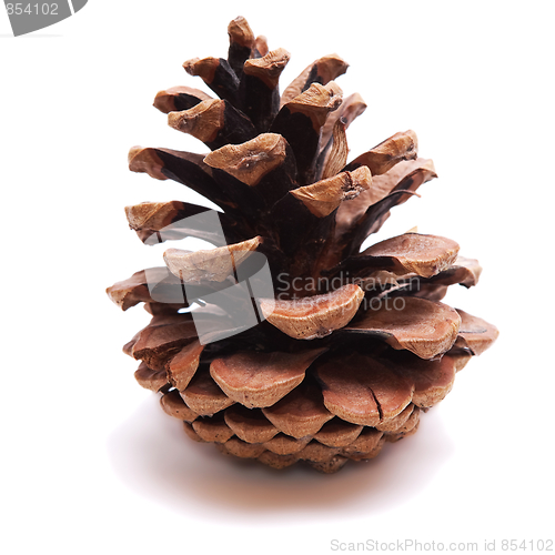 Image of Old Dry Pinecone isolated 2