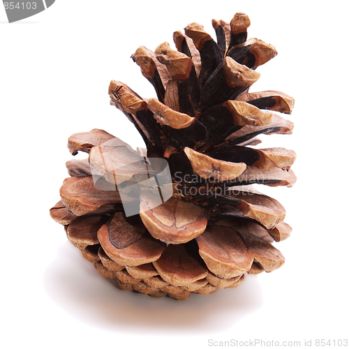 Image of Old Dry Pinecone isolated 1