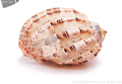 Image of Pink Seashell isolated