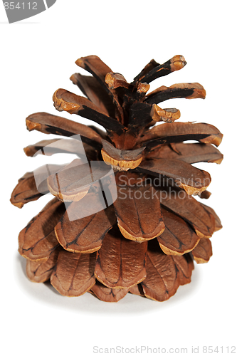 Image of Old Dry Pinecone isolated 3