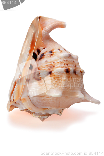 Image of Cassis cornuta Seashell isolated 2