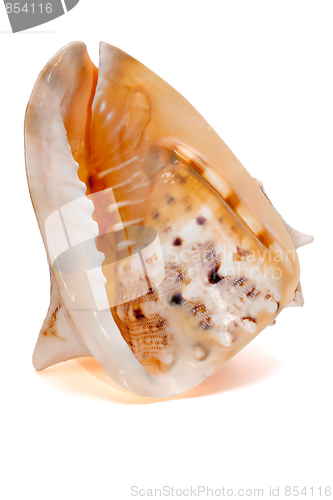 Image of Cassis cornuta Seashell isolated