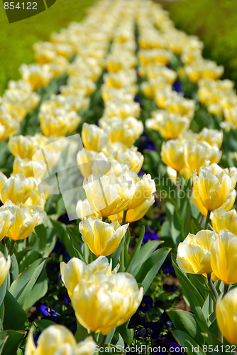 Image of Yellow tulips row