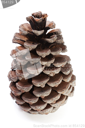 Image of Big Dry Pinecone isolated on the white