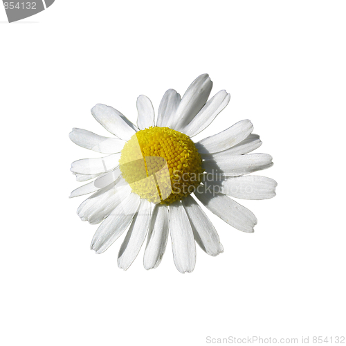 Image of Garden White Daisy isolated