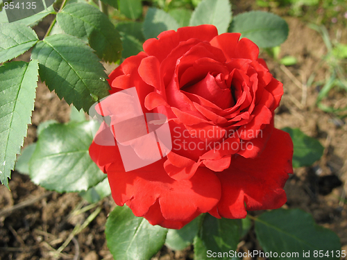 Image of Garden Red  Rose