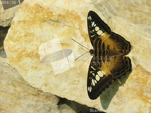 Image of Brown Butterfly on the Stone