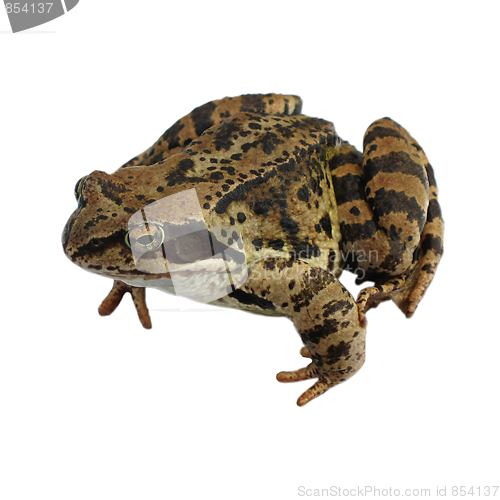 Image of Brown Frog isolated