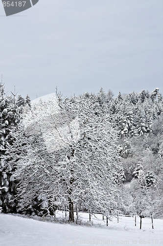 Image of Trees in Winter