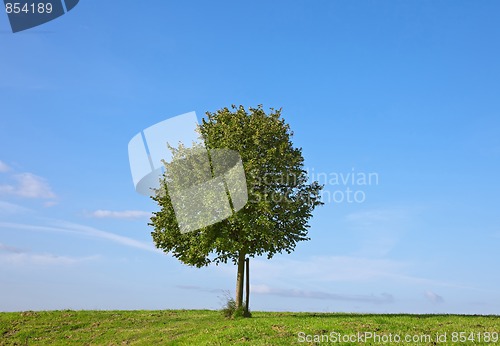 Image of Green Tree