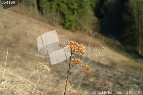 Image of Withered plant