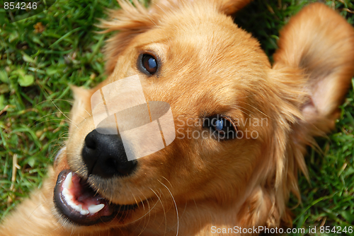 Image of Golden retriever smiling