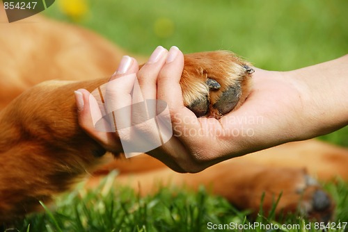 Image of Dog paw and hand shaking