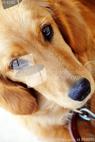 Image of Golden retriever portrait