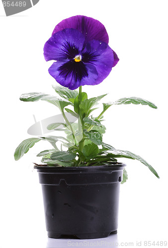 Image of plastic pots with blue purple pansy isolated over white