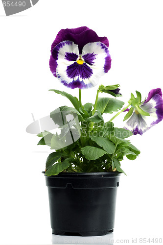 Image of plastic pots with blue purple pansy isolated over white