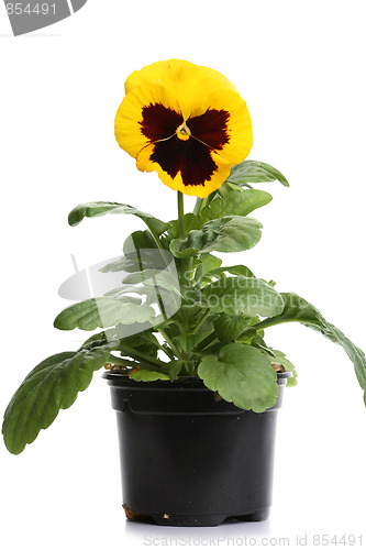 Image of plastic pots with blue purple pansy isolated over white