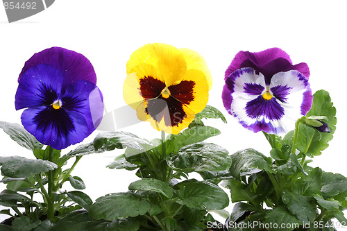 Image of yellow blue purple pansy isolated over white
