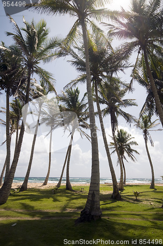 Image of coconut tree grove by caribbean sea corn island