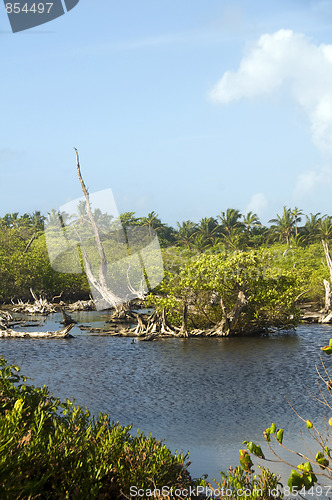 Image of fresh water swamp big corn island nicaragua