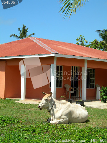 Image of large farm animal bull on house property big corn island nicarag