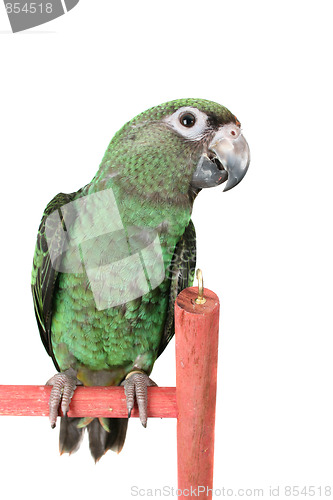 Image of Jardine Parrot