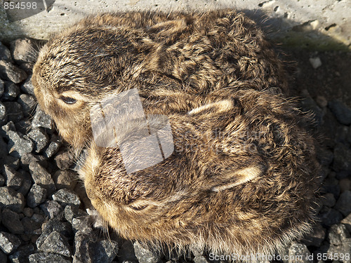 Image of Two newborn hare kittens