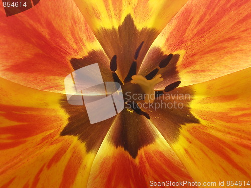 Image of tulip