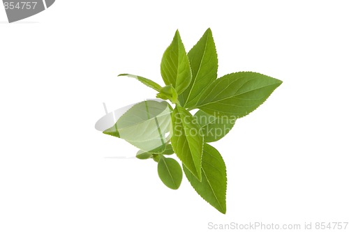 Image of green leaf