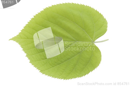 Image of green leaf