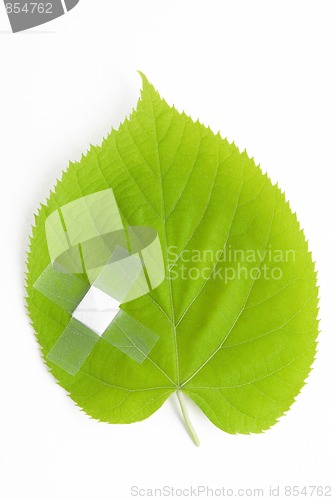 Image of green leaf bandaged