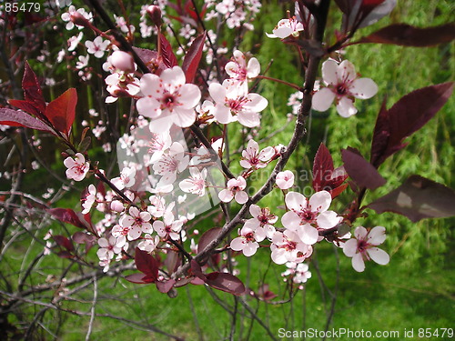 Image of Pink Dogwood Flowers